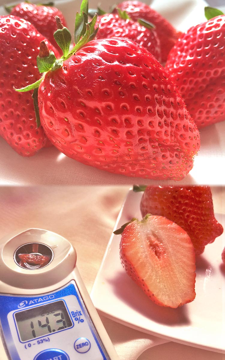 ե롼 