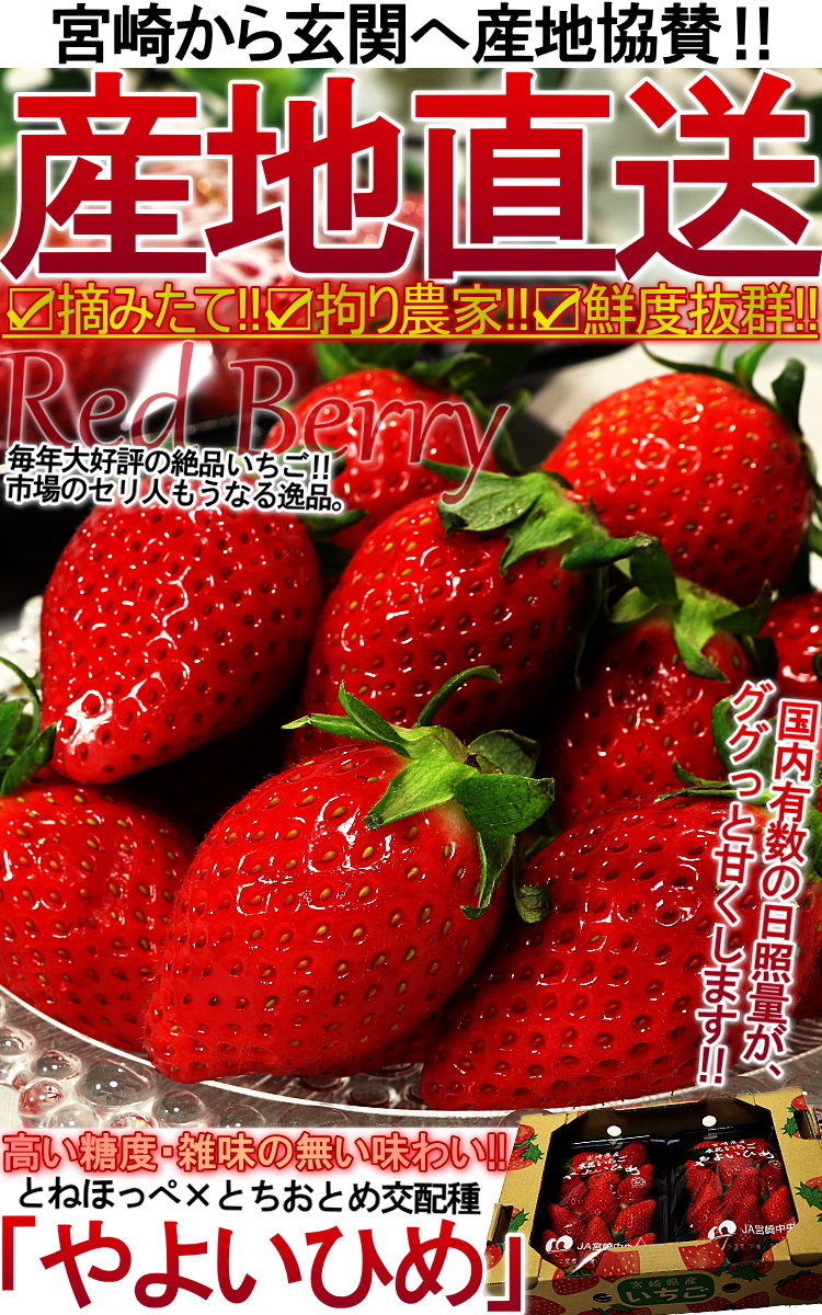 宮崎県産　贈答規格　やよいひめ　280g×2パック　いちご　産地直送　酸味控えめで甘み豊かな新品種！