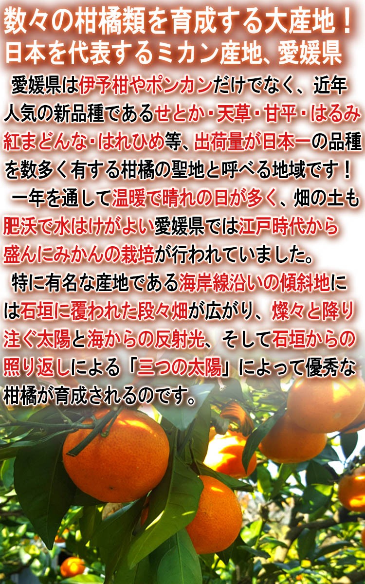 愛媛県 柑橘