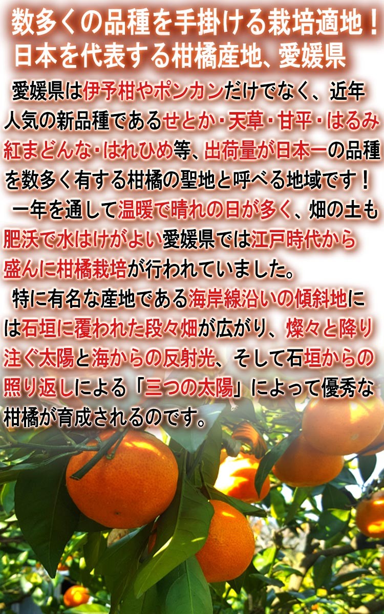 ɲ ե롼