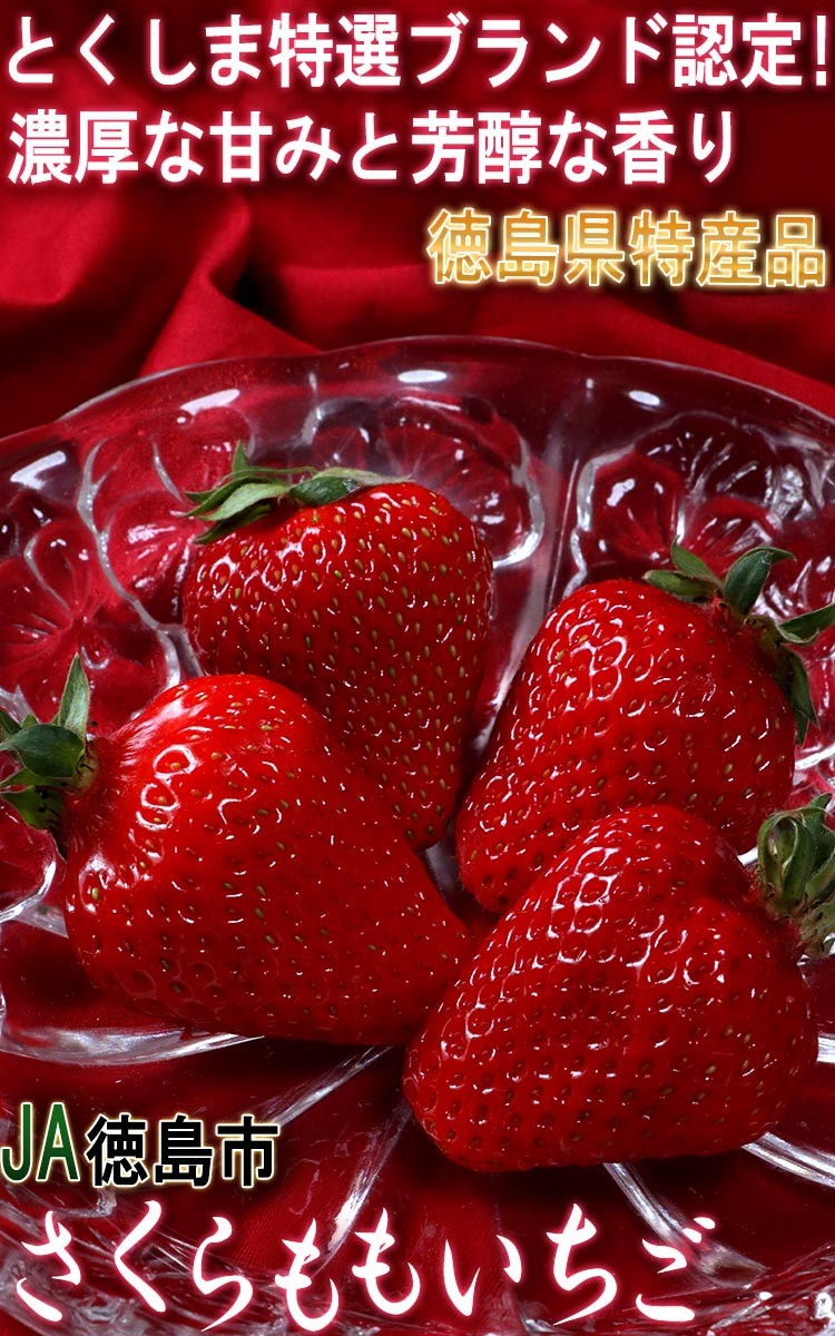 JA徳島市　さくらももいちご　約900g　贈答規格　徳島県産　とくしま特選ブランドの高級フルーツ！高い糖度と濃厚な味わいのプレミア苺