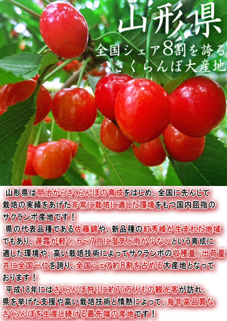 高級品市場 さくらんぼ 訳あり品 800g 15③